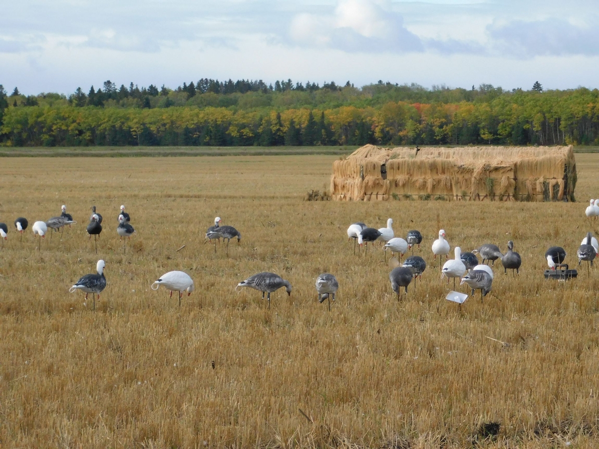 Manitoba Waterfowl Hunting Equipment Checklist Manitoba Waterfowl Hunting Equipment Checklist